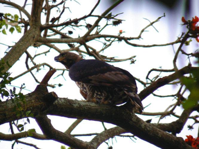 Loerie Hide Bed and Breakfast East London Buitenkant foto